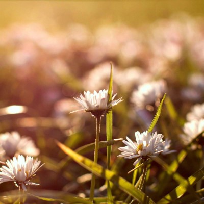 1920 x 1080 HD Wallpapers 2411